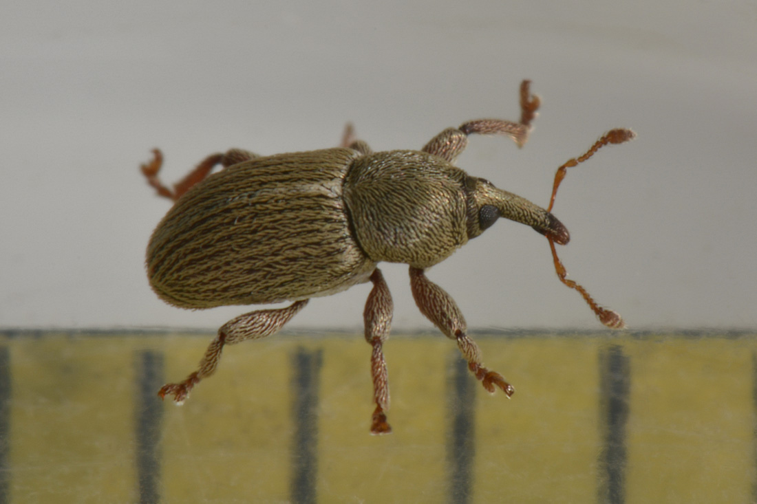 Curculionidae: Tychius aureolus? No, Tychius stephensi, maschio